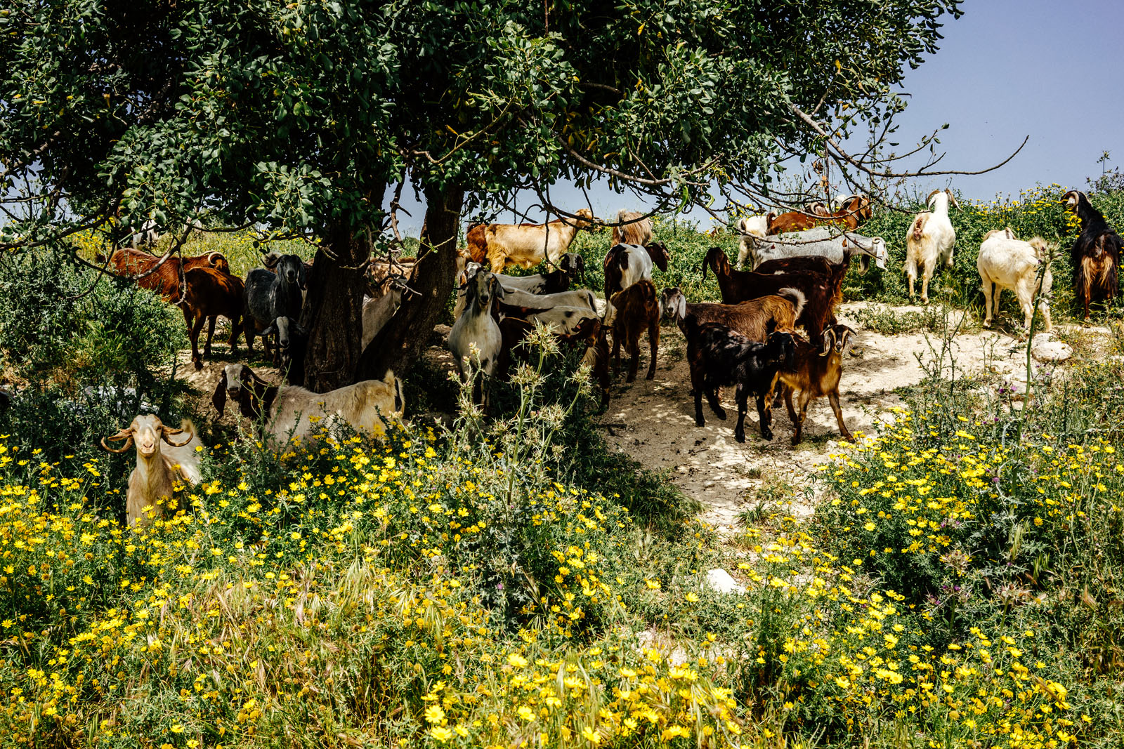 Kozy na Cyprze